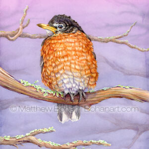 Cold American Robin (7x10 inch Transparent Watercolor on Arches 140lb HP paper) Original Available.