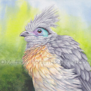Crested Coua (7x10 inch Transparent Watercolor on Arches 140lb HP Paper) Original Available.