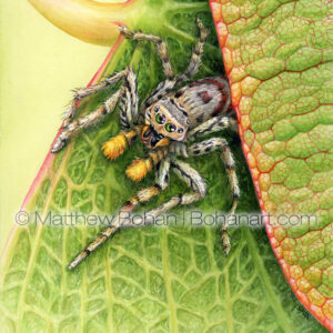 Dimorphic Jumping Spider on Redbud (7x10 inch Transparent Watercolor on Arches 140lb HP paper) Original Available.