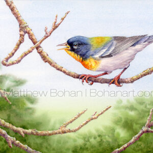 Northern Parula (7x10 inch Transparent Watercolor on Arches 140lb HP Paper) Private Collection.