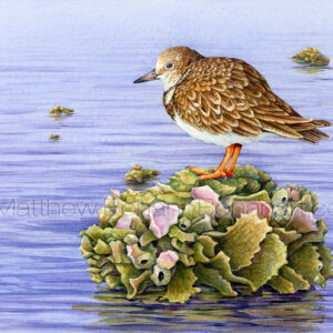 Ruddy Turnstone on Oyster Bed (7x10 inch Transparent Watercolor on Arches 140 lb HP Paper) Original Available.