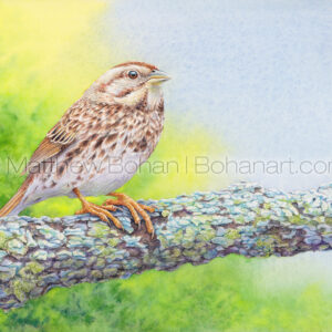 Song Sparrow (7x10 inch Transparent Watercolor on Arches 140lb HP Paper) Original Available.