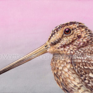 Wilson's Snipe (7x10 inch Transparent Watercolor on Arches 140lb HP Paper) Original Available.