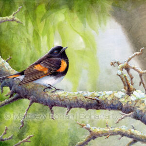 American Redstart (7x10 inch Transparent Watercolor on Arches 140lb HP Paper) Original Available.