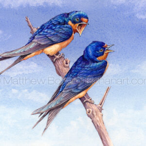 Barn Swallows on Blue (7x10inch Transparent Watercolor on Arches 140lb HP Paper) Original Available.