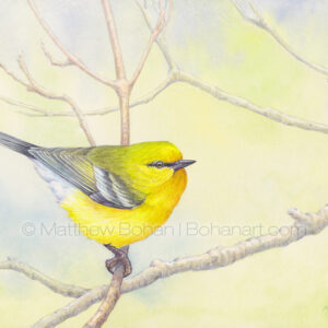 Blue-winged Warbler (7x10 inch Transparent Watercolor on Arches 140lb HP Paper) Private Collection.