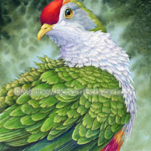 Beautiful Fruit Dove (7x10 inch Transparent Watercolor) Original Available.