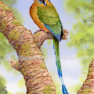 Blue-crowned Motmot (7x10 inch Transparent Watercolor on Arches 140lb HP Paper) Original Available.