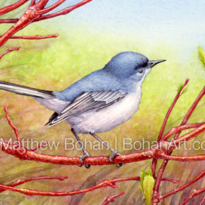 Blue-gray Gnatcatcher on Red-twig Dogwood (7×10 inch Transparent Watercolor on Arches 140lb HP Paper) Original Available. More info: https://blog.bohanart.com/2023/11/bggn/