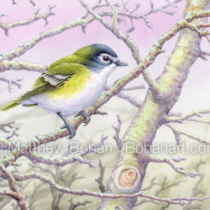 Blue-headed Vireo (7×10-inch Transparent Watercolor on Arches 140lb HP Paper) Original Available. More info: https://blog.bohanart.com/2024/02/bhvi/