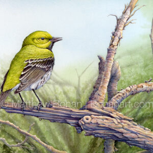 Black-throated Green Warbler (9x12 inch Transparent Watercolor on Kilimanjaro 140lb CP Paper) Original Available. More info: https://blog.bohanart.com/2025/06/btgw2/