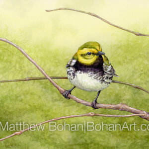 Black-throated Green Warbler (7×10-inch Transparent Watercolor on Arches 140lb HP Paper) Original Available. More info: https://blog.bohanart.com/2023/10/btgw/