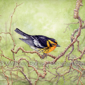 Blackburnian Warbler on Twisty Branches (9×12-inch Transparent Watercolor on Kilimanjaro 140lb CP Paper) Original Available. More info: https://blog.bohanart.com/2024/09/blackburntwisty/