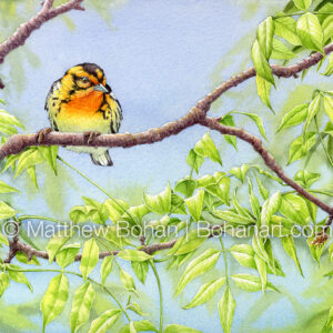 Blue Sky Blackburnian Warbler (9×12-inch Transparent Watercolor on Kilimanjaro 140lb CP Paper) Original Available. More info: https://blog.bohanart.com/2025/03/blackburn3/