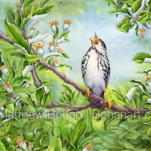 Blackpoll Warbler (7×10-inch Transparent Watercolor on Arches 140lb HP Paper) Original Available. More info: https://blog.bohanart.com/2024/08/bpoll/