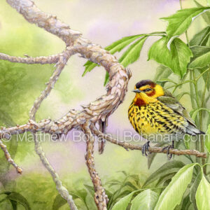 Cape May Warbler (9×12-inch Transparent Watercolor on Kilimanjaro 140lb CP Paper) Original Available. More info: https://blog.bohanart.com/2025/02/cmwasolo/