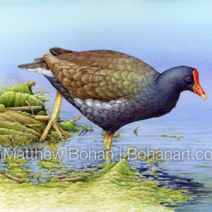 Common Gallinule (9×12-inch Transparent Watercolor on Kilimanjaro 140 lb CP Paper) Original Available. More info: https://blog.bohanart.com/2025/05/coga/
