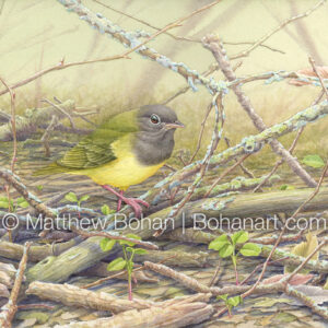 Connecticut Warbler (9×12-inch Transparent Watercolor on Kilimanjaro 140lb CP Paper) Original Available. More info: https://blog.bohanart.com/2024/10/cowa/