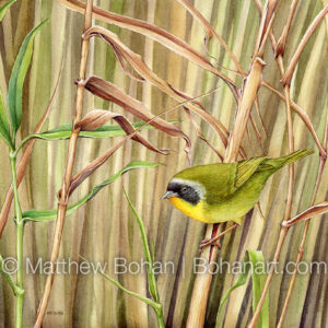Common Yellowthroat Warbler (9×12-inch Transparent Watercolor on Kilimanjaro 140lb CP Paper) Original Available. More info: https://blog.bohanart.com/2025/05/coye/