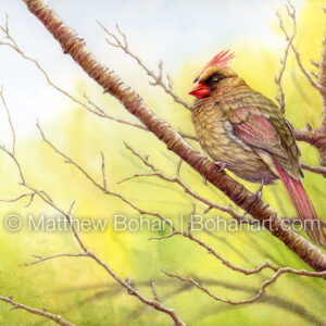 Female Cardinal (9×12-inch Transparent Watercolor on Kilimanjaro 140lb CP Paper) Original Available. More info: https://blog.bohanart.com/2025/04/femnoca/