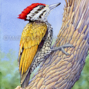 Common Flameback Woodpecker (7×10-inch Transparent Watercolor on Arches 140lb HP Paper) Original Available. More info: https://blog.bohanart.com/2024/03/flameback/