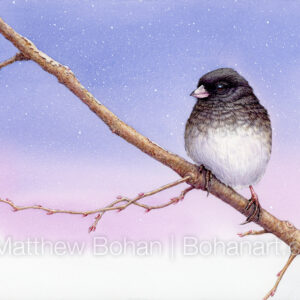 Dark-eyed Junco (7×10-inch Transparent Watercolor on Arches 140lb HP Paper) Original Available. More info: https://blog.bohanart.com/2023/09/dejuptng/ 