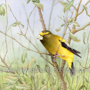 Evening Grosbeak (9×12-inch Transparent Watercolor on Kilimanjaro 140lb CP Paper) Original Available. More info: https://blog.bohanart.com/2024/09/evgr/