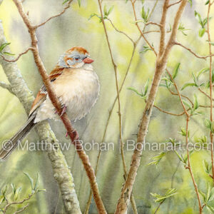Field Sparrow (detail from 9×12-inch Transparent Watercolor on 140lb CP Kilimanjaro Paper) Original Available. More info: https://blog.bohanart.com/2024/12/fisp/