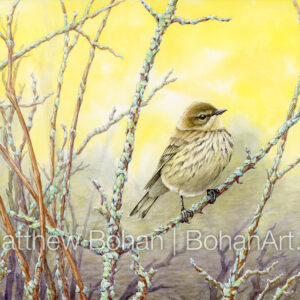 Fall Female Yellow-rumped Warbler (7×10-inch Transparent Watercolor on Arches 140lb HP Paper) Original Available. More info: https://blog.bohanart.com/2023/11/fallyrwa/
