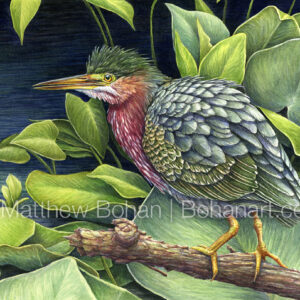 Green Heron (9×12-inch Transparent Watercolor on Kilimanjaro 140lb CP paper) Original Available. More info: https://blog.bohanart.com/2025/01/grhepa/