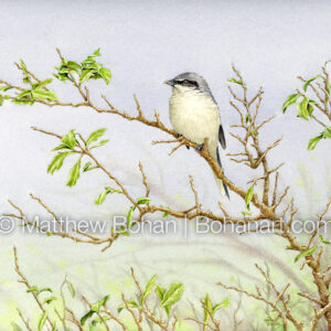 Loggerhead Shrike (9×12-inch Transparent Watercolor on Kilimanjaro 140lb CP Paper) Original Available. More info: https://blog.bohanart.com/2024/09/loggerhead/