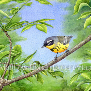 Magnolia Warbler (7×10-inch Transparent Watercolor on Arches 140lb HP Paper) Original Available. More info: https://blog.bohanart.com/2023/07/mawasolo2/