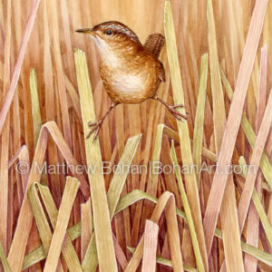 Marsh Wren (7×10 inch Transparent Watercolor on Arches 140lb HP Paper) Original Available. More info: https://blog.bohanart.com/2023/11/mawr/
