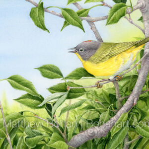 Nashville Warbler (7×10-inch Transparent Watercolor on Arches 140lb HP paper) Original Available. More info: https://blog.bohanart.com/2023/12/nawa/