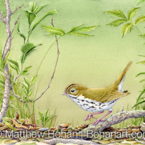 Ovenbird (7×10-inch Transparent Watercolor on Arches 140lb HP Paper) Original Available. More info: https://blog.bohanart.com/2024/04/oven/