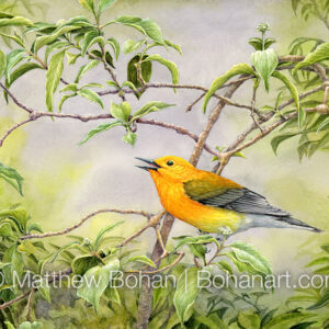 Prothonotary Warbler on Buttonbush (7×10 inch Transparent Watercolor on Arches 140lb HP Paper) Original Available. More info: https://blog.bohanart.com/2024/01/prow/