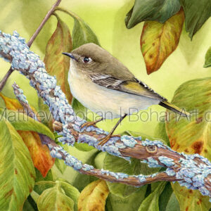 Ruby-crowned Kinglet (7×10-inch Transparent Watercolor on Arches 140lb HP Paper) Original Available. More info: https://blog.bohanart.com/2023/05/rckiptng/