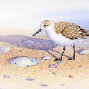 Sanderling (9x12 inch Transparent Watercolor on Arches 140lb HP Paper) Original available.