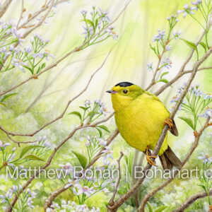 Wilson’s Warbler on Cherry (detail from 7×10-inch Transparent Watercolor on Arches 140 lb HP Paper) Original Available. More info: https://blog.bohanart.com/2024/06/wiwa/