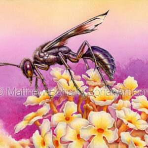 Great Black Digger Wasp Sphex pensylvanicus (7×10-inch Transparent Watercolor on Arches 140lb HP paper) Original Available. More info: https://blog.bohanart.com/2023/05/great-black-digger-wasp-transparent-watercolor-and-time-lapse-video/