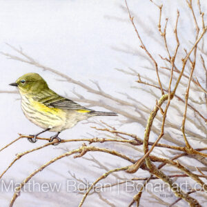 Female Yellow-rumped Warbler (10 x 7-inch transparent Watercolor on Arches 140lb HP Paper) Original available. More info: https://blog.bohanart.com/2023/10/femyrwa/