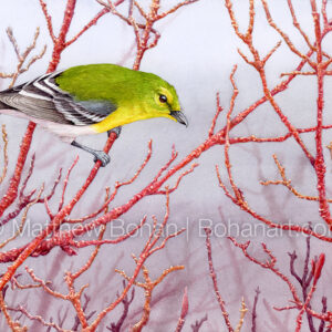 Yellow-throated Vireo on Red-twig Dogwood (7×10-inch Transparent Watercolor on Arches 140lb HP Paper) Original Available. More info: https://blog.bohanart.com/2024/02/ytvi/