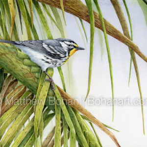 Yellow-throated Warbler on Palm (7x10 inch Transparent Watercolor on Arches 140lb HP Paper) Original available.