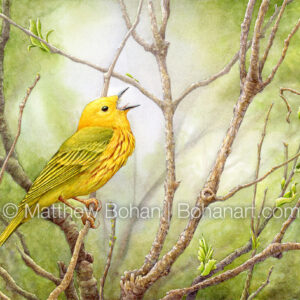 Male Yellow Warbler Singing (9×12 inch Transparent Watercolor on Kilimanjaro 140lb CP Paper) Original Available. More info: https://blog.bohanart.com/2025/01/ywar2/