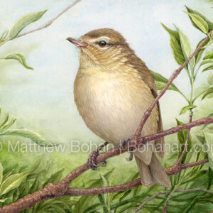 Warbling Vireo (detail from 7×10-inch Transparent Watercolor on Arches 140lb HP Paper) Original available. More info.https://blog.bohanart.com/2023/12/wavi/