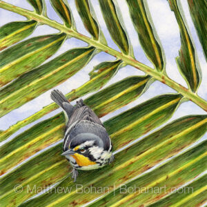 Yellow-throated Warbler on Palm #2 (7×10-inch Transparent Watercolor on Arches 140lb HP Paper) Original Available. More info: https://blog.bohanart.com/2024/03/ytwa2/